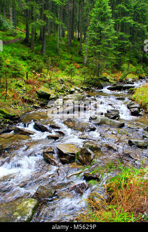 Paysage avec de l'eau dans la rivière de montagne de vitesse Banque D'Images