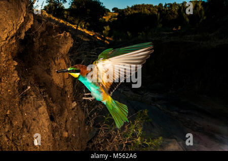 Guêpier (Merops apiaster) arrivant à son nid, creusé dans une falaise de sable Banque D'Images