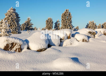 Mur de pierre enneigés avec Juniper Bush dans le paysage Banque D'Images