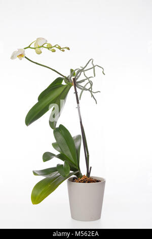 Des jets de fleurs blanc et vert sur une orchidée Phalaenopsis et des racines aériennes qui se développe dans un pot en argile blanc isolé sur fond blanc. Banque D'Images