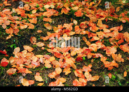 Les feuilles d'automne jaune sur la mousse dans la forêt Banque D'Images