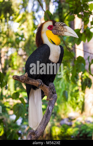 Oiseau Calao nimbés dans l'île de Bali en Indonésie Banque D'Images