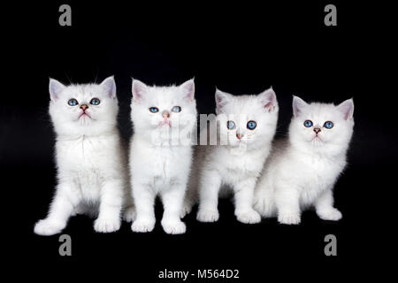 Rangée de quatre chatons blancs sur fond noir Banque D'Images