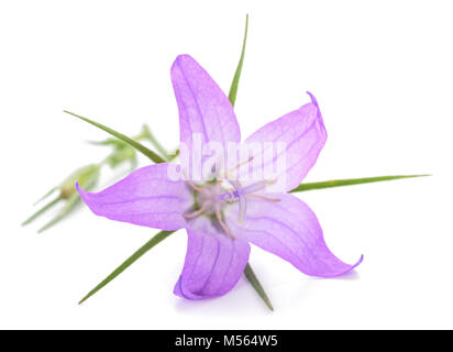 Wild rampion bellflower Campanula rapunculus (Fleurs) isolated on white Banque D'Images