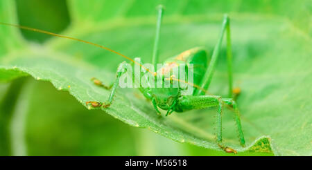 Sauterelle verte est une grande sauterelle Banque D'Images