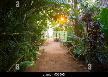 Un chemin à travers un jardin avec le coucher du soleil qui brillait à travers les arbres Banque D'Images