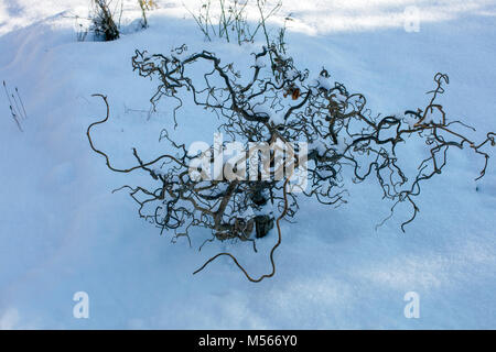 Harry Lauder's walking stick, Ormhassel (Corylus avellana contorta) Banque D'Images