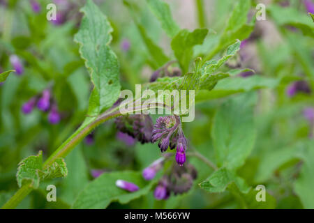 Consoude commun, vallört Äkta (Symphytum officinale) Banque D'Images