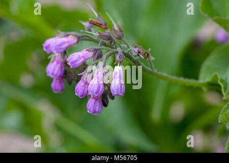 Consoude commun, vallört Äkta (Symphytum officinale) Banque D'Images