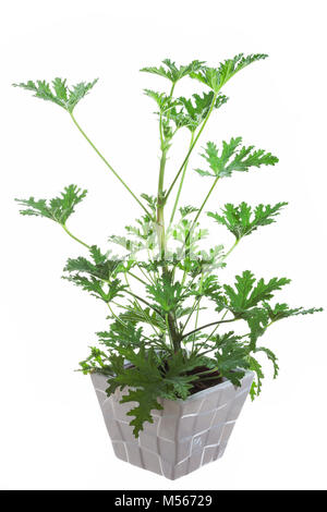 Géranium (Pelargonium graveolens, Doftpelargon) Banque D'Images