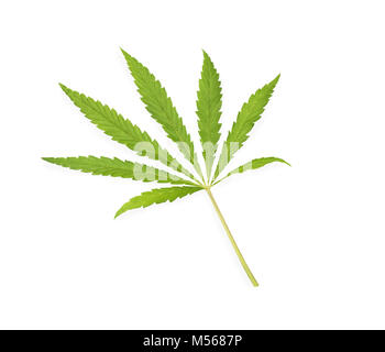 Feuille de cannabis, de marijuana isolated over white background Banque D'Images