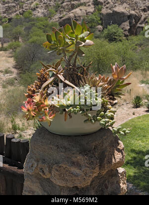 Un bol de fleurs en céramique avec différentes plantes grasses Banque D'Images