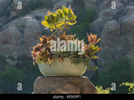 Un bol de fleurs en céramique avec différentes plantes grasses Banque D'Images