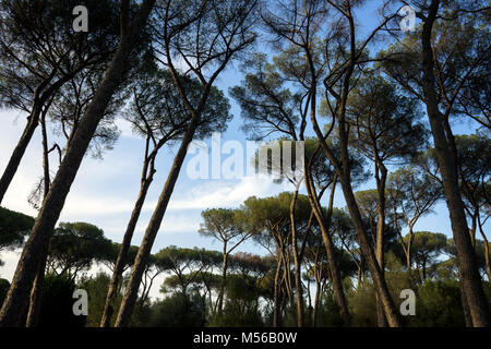 Rome, Italie : vue sur les arbres du parc de la Villa Ada à Rome Banque D'Images