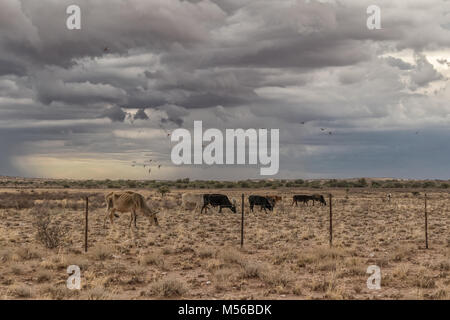 Vaches qui paissent dans le désert de la Namibie sur la façon de Sossuvlei. Banque D'Images