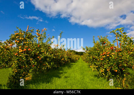 Verger près de Newmarket, County Kilkenny, Ireland Banque D'Images