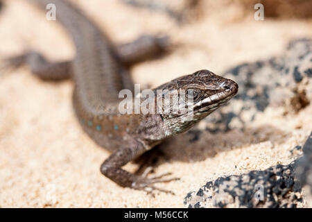 Lizard sur pierres de lave entre Lanzarote Banque D'Images