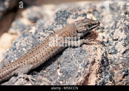 Lizard sur pierres de lave entre Lanzarote Banque D'Images