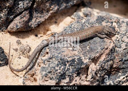 Lizard sur pierres de lave entre Lanzarote Banque D'Images