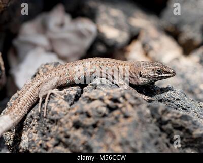 Lizard sur pierres de lave entre Lanzarote Banque D'Images