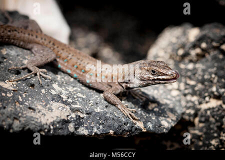 Lizard sur pierres de lave entre Lanzarote Banque D'Images