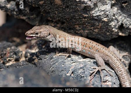 Lizard sur pierres de lave entre Lanzarote Banque D'Images