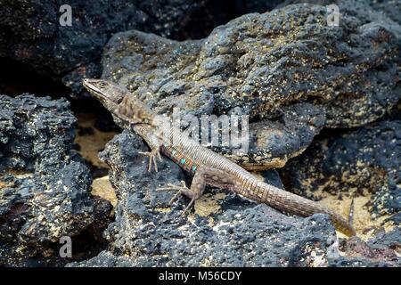 Lizard sur pierres de lave entre Lanzarote Banque D'Images