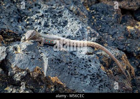 Lizard sur pierres de lave entre Lanzarote Banque D'Images