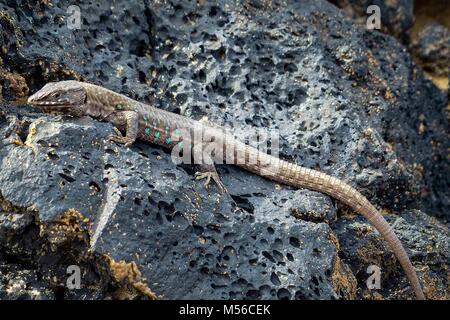 Lizard sur pierres de lave entre Lanzarote Banque D'Images