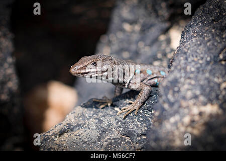 Lizard sur pierres de lave entre Lanzarote Banque D'Images