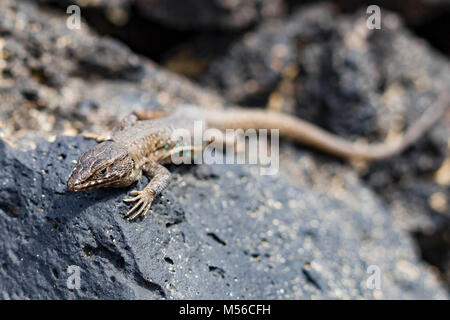 Lizard sur pierres de lave entre Lanzarote Banque D'Images