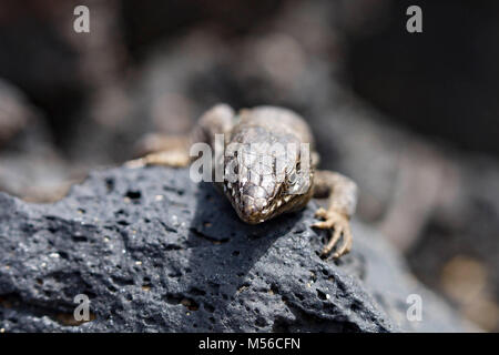 Lizard sur pierres de lave entre Lanzarote Banque D'Images