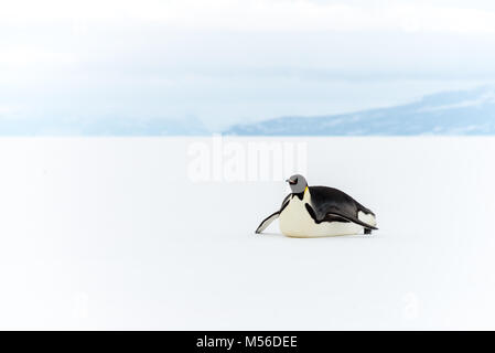 Manchot Empereur, plate-forme de Ross, en Antarctique Banque D'Images