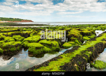 Lorsque la marée se retire sur Exmouth beach cet incroyable groupe de roches et les piscines sont à découvert. Banque D'Images