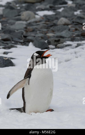 L'Antarctique, îles Shetland du Sud. Half Moon Bay à l'île de la demi-lune. (62°35'27" W 59°54'18' S) Gentoo pingouin (Wild : Pygoscelis papua) Banque D'Images