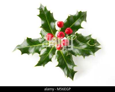 Feuilles de houx frais aux fruits rouges sur un fond blanc - Ilex aquifolium Banque D'Images