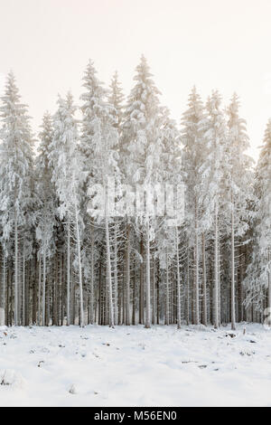 Forêt d'épinettes d'hiver avec le gel à une zone de coupe à blanc Banque D'Images