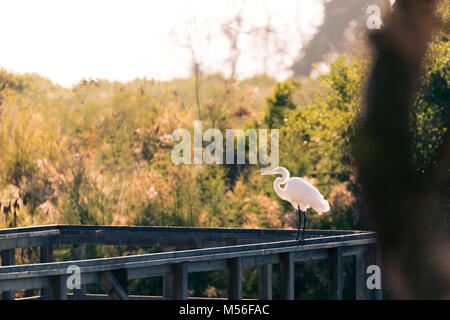 Grande Aigrette perché sur la jetée rambarde Banque D'Images