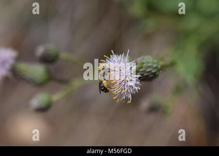 Abeille sur fleur pourpre Banque D'Images