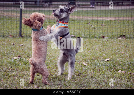 Mignon chien chiens, heureux de jouer à park Banque D'Images