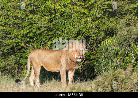 Lion mâle dans le Masai Mara Banque D'Images