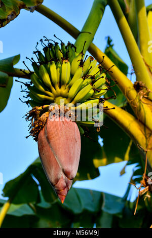 Fleur de bananier et bananes Banque D'Images