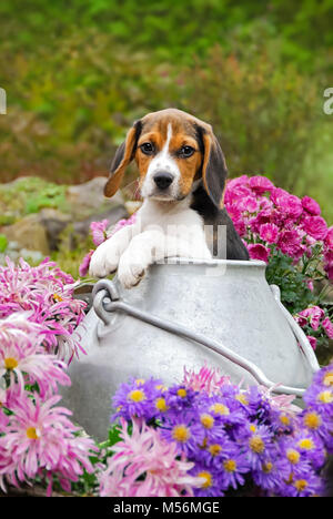 Un jeune chiot chiot Beagle tricolore aux yeux bleus, une race de chien chien courant, est assis dans un bidon de lait admist fleurs roses dans un jardin, Allemagne Banque D'Images