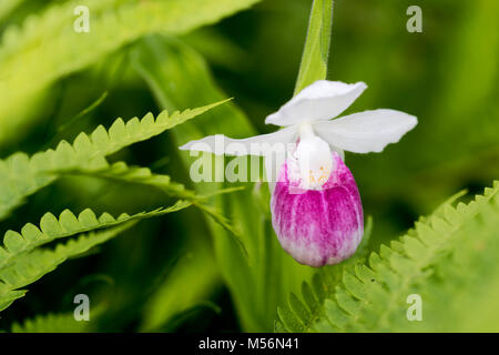 Cypripède royal fleur qui s'épanouit au milieu des fougères à Eshqua Cannelle zone naturelle tourbière, TNC préserver, Vermont. Banque D'Images