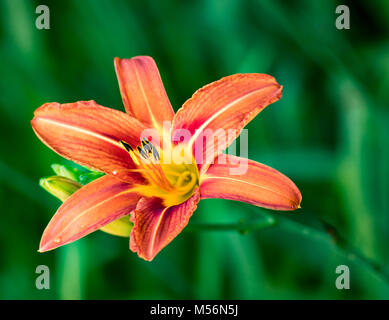 Tulipe d'été sur un jour nuageux Banque D'Images