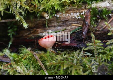 L'elfcup écarlate Sarcoscypha austriaca, Banque D'Images