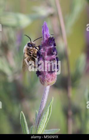 Eucera longicornis. Abeille dans leur environnement naturel. Banque D'Images