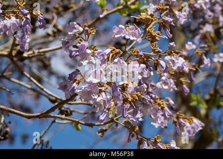 Blauglockenbaum Blauglockenbaum Kaiserbaum, Chinesischer, Kaiser-Paulownie Kiribaum,,, Paulownia tomentosa, Paulownia imperialis, princesstree foxglo, Banque D'Images