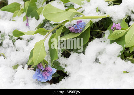 Virginia Bluebells alourdis par une neige de printemps à Shenks Ferry Wildflower Préserver, Lancaster, Pennsylvanie. Banque D'Images