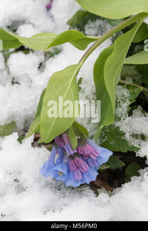 Virginia Bluebells alourdis par une neige de printemps à Shenks Ferry Wildflower Préserver, Lancaster, Pennsylvanie. Banque D'Images